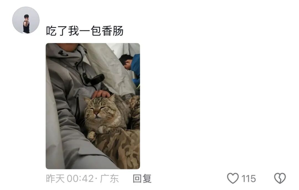 娛樂城：一衹沙漠裡的“流浪”貓，被幾千個陌生人用照片拼出了一生