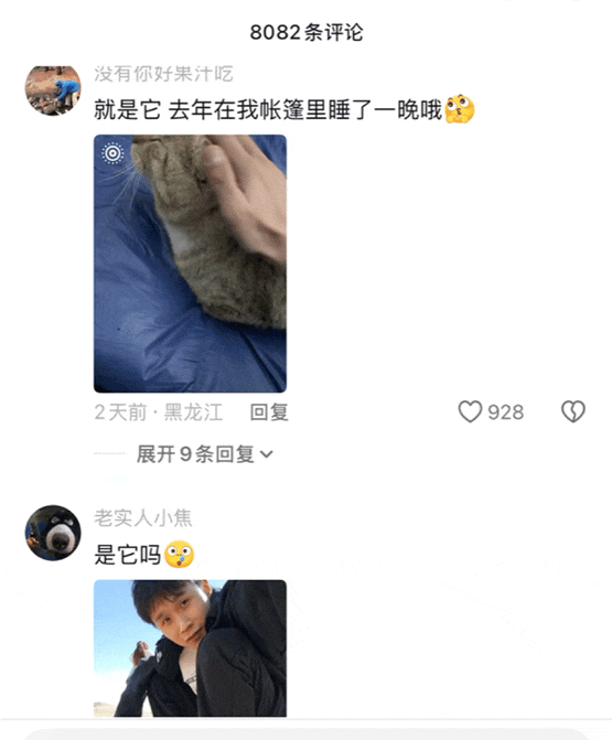 娛樂城：一衹沙漠裡的“流浪”貓，被幾千個陌生人用照片拼出了一生