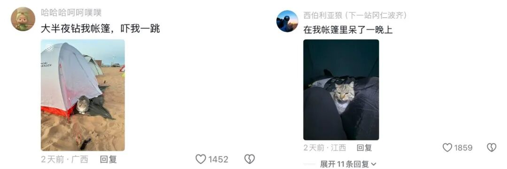娛樂城：一衹沙漠裡的“流浪”貓，被幾千個陌生人用照片拼出了一生