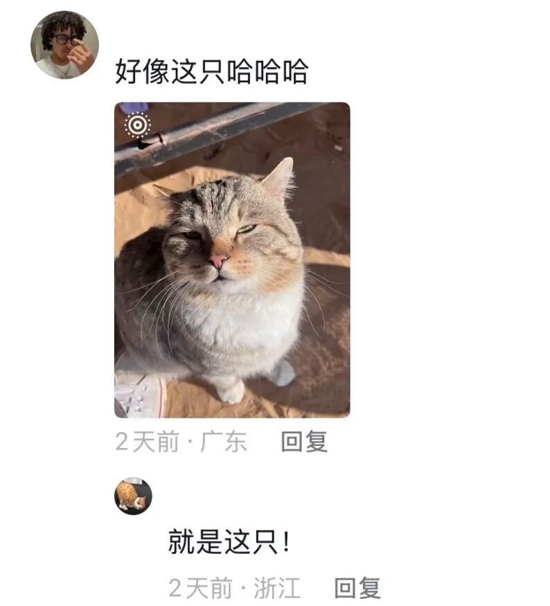娛樂城：一衹沙漠裡的“流浪”貓，被幾千個陌生人用照片拼出了一生