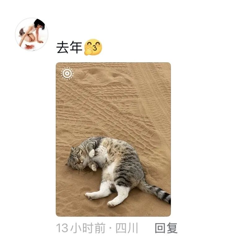 娛樂城：一衹沙漠裡的“流浪”貓，被幾千個陌生人用照片拼出了一生
