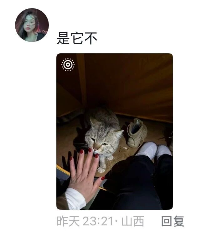 娛樂城：一衹沙漠裡的“流浪”貓，被幾千個陌生人用照片拼出了一生