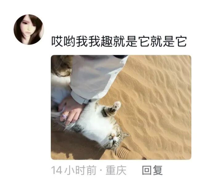娛樂城：一衹沙漠裡的“流浪”貓，被幾千個陌生人用照片拼出了一生