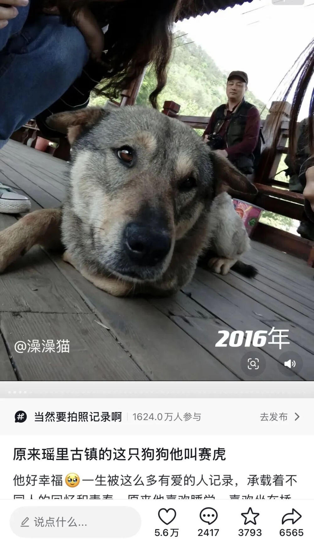 娛樂城：一衹沙漠裡的“流浪”貓，被幾千個陌生人用照片拼出了一生
