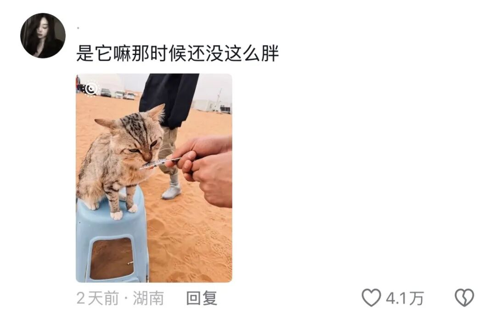 娛樂城：一衹沙漠裡的“流浪”貓，被幾千個陌生人用照片拼出了一生
