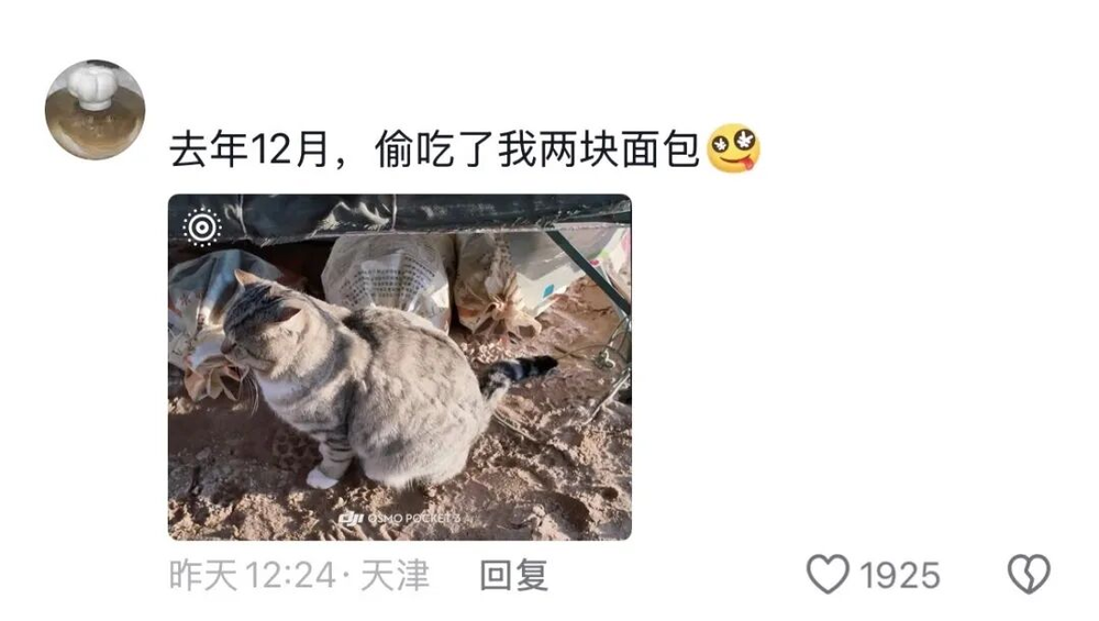 娛樂城：一衹沙漠裡的“流浪”貓，被幾千個陌生人用照片拼出了一生