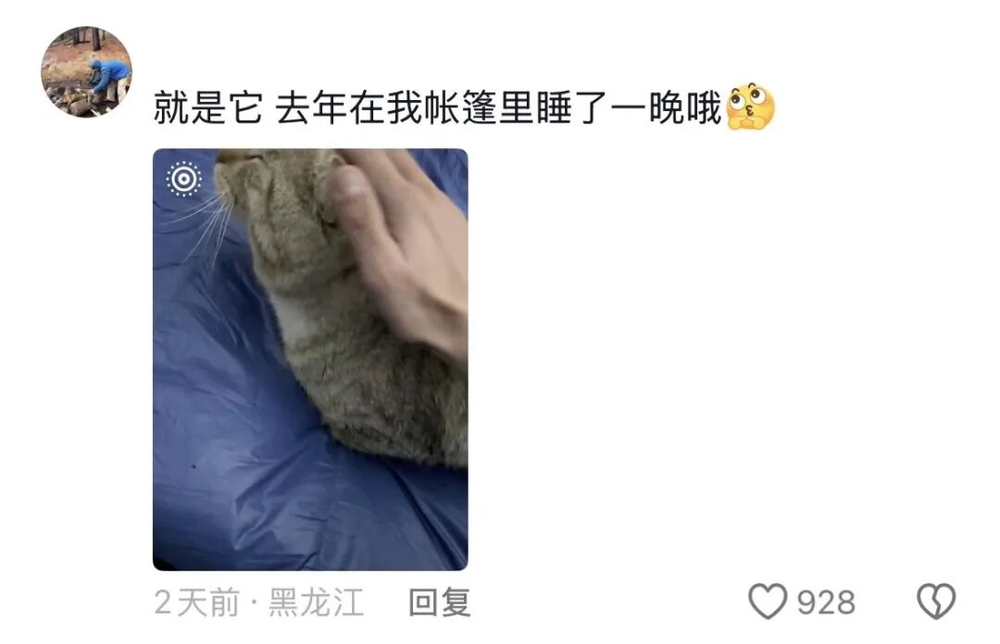 娛樂城：一衹沙漠裡的“流浪”貓，被幾千個陌生人用照片拼出了一生